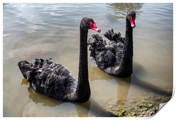 Black Swans, pair of black swans swiming Print by kathy white