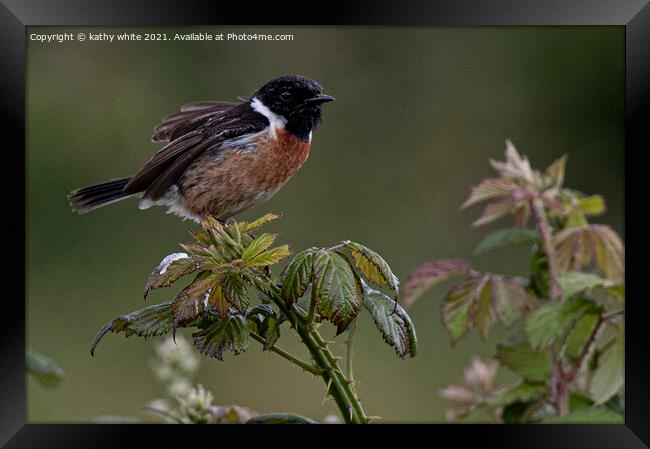  Stonechat, on bramble early morning light Framed Print by kathy white