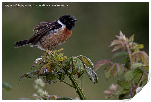  Stonechat, on bramble early morning light Print by kathy white