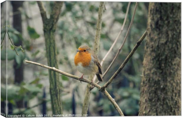 Make sure you get my good side (said Ted The Robin) Canvas Print by Callum Sulsh