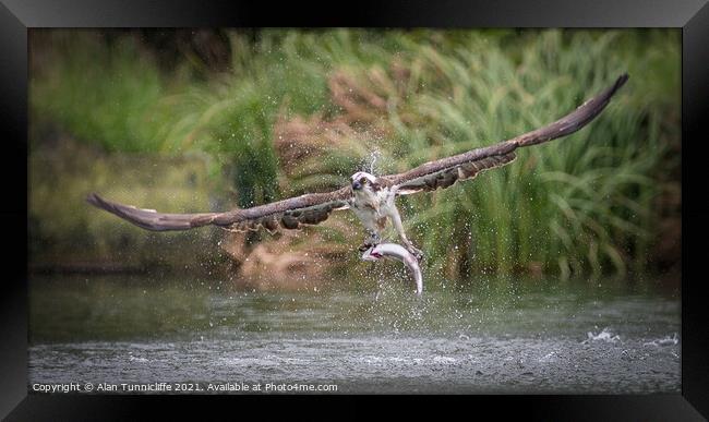 Osprey with trout Framed Print by Alan Tunnicliffe