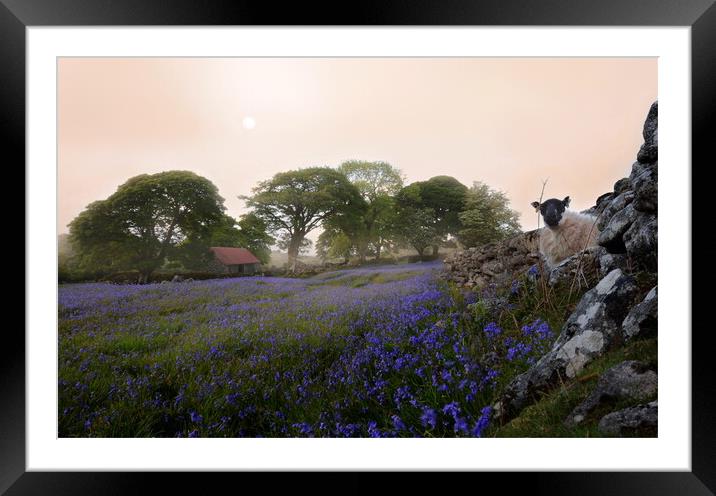 Dartmoor's Rugged Beauty Framed Mounted Print by David Neighbour
