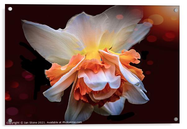 Dazzling Daffodil ! Acrylic by Ian Stone