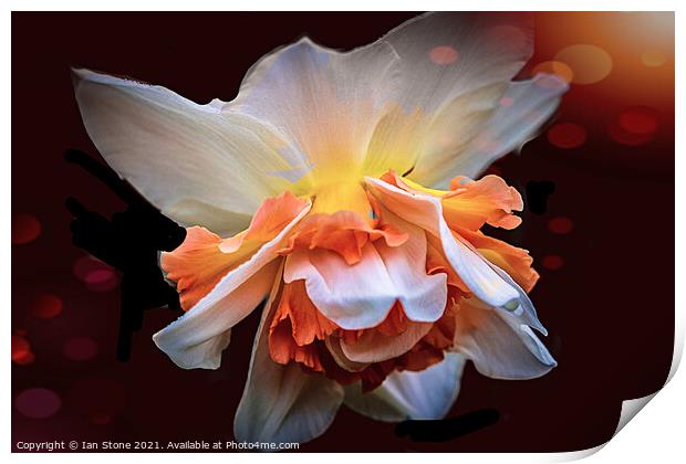 Dazzling Daffodil ! Print by Ian Stone