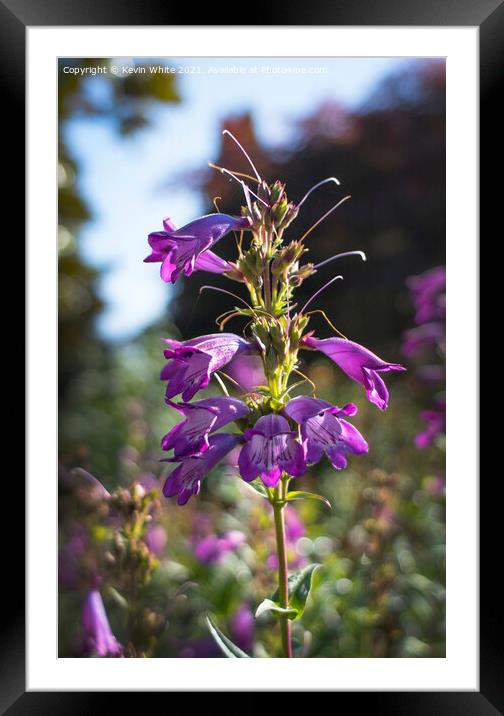 Flower in the meadow Framed Mounted Print by Kevin White