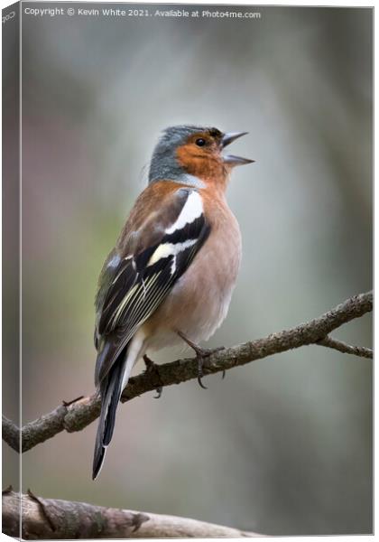 Chaffinch looking around Canvas Print by Kevin White