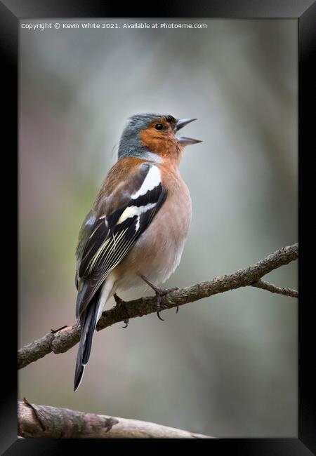 Chaffinch looking around Framed Print by Kevin White