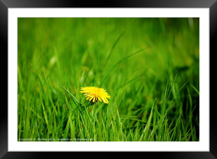 Close up Yellow Dandelion Green Field Framed Mounted Print by Jim Key