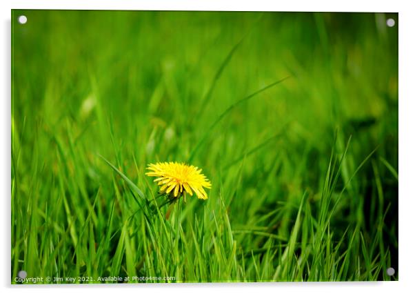 Close up Yellow Dandelion Green Field Acrylic by Jim Key