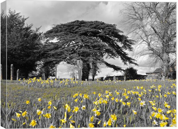 Daffodils under tree Canvas Print by mark humpage