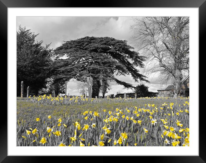 Daffodils under tree Framed Mounted Print by mark humpage
