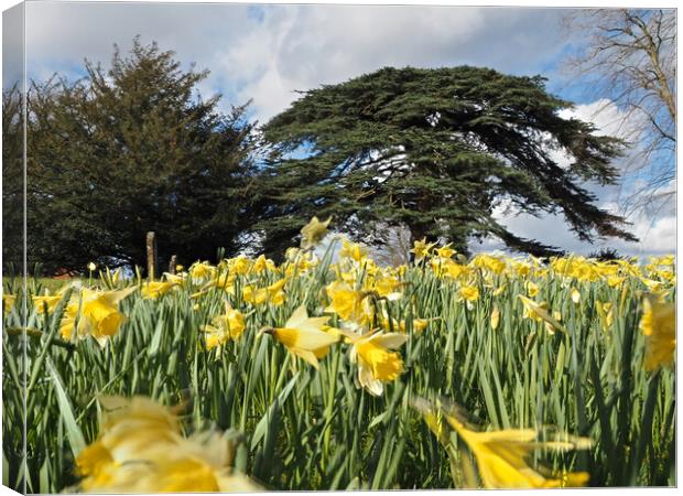 Daffodils and trees in Spring Canvas Print by mark humpage