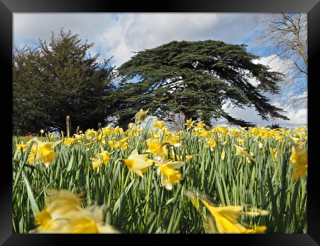 Daffodils and trees in Spring Framed Print by mark humpage