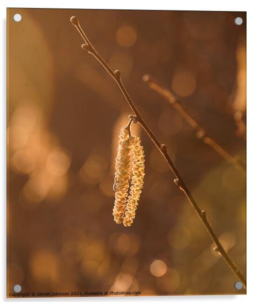  sunlit catkins  Acrylic by Simon Johnson