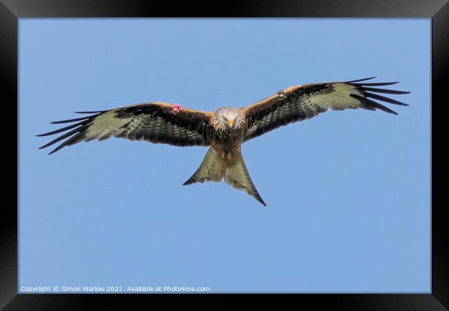 Majestic Red Kite in Flight Framed Print by Simon Marlow