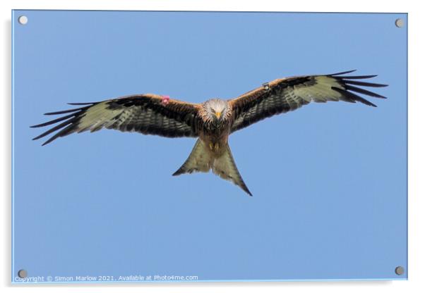 Majestic Red Kite in Flight Acrylic by Simon Marlow