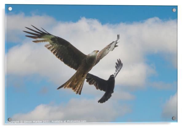Aerial Battle Red Kite vs Crow Acrylic by Simon Marlow