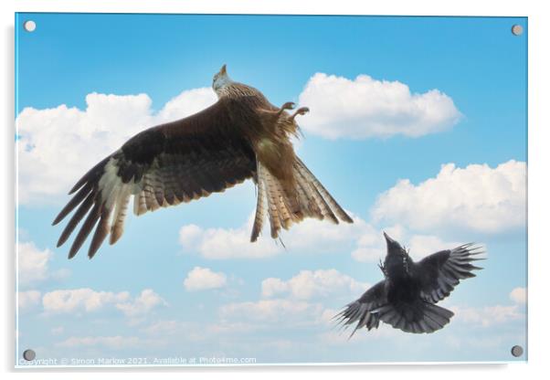 Aerial Battle Red Kite vs Crow Acrylic by Simon Marlow
