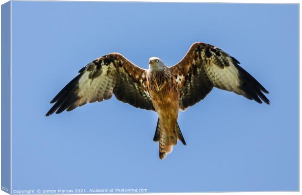 Majestic Red Kite Soaring High Canvas Print by Simon Marlow