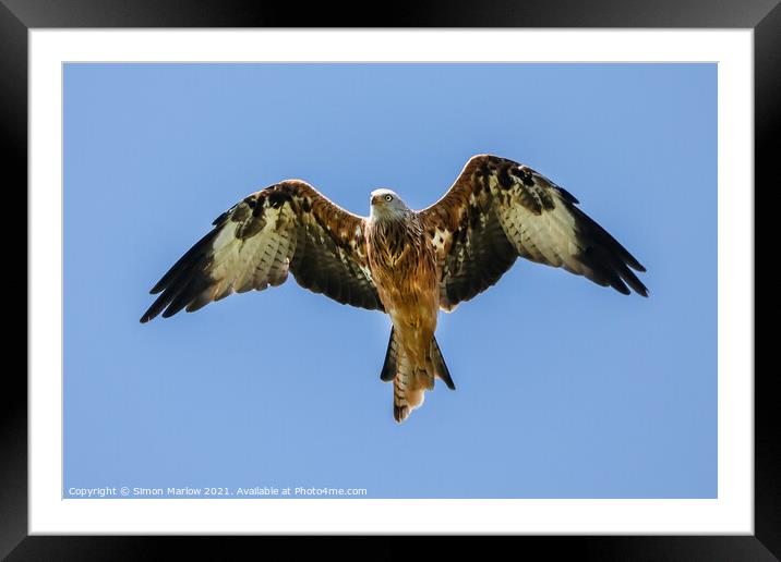 Majestic Red Kite Soaring High Framed Mounted Print by Simon Marlow