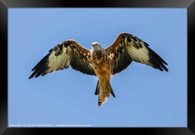 Majestic Red Kite Soaring High Framed Print by Simon Marlow