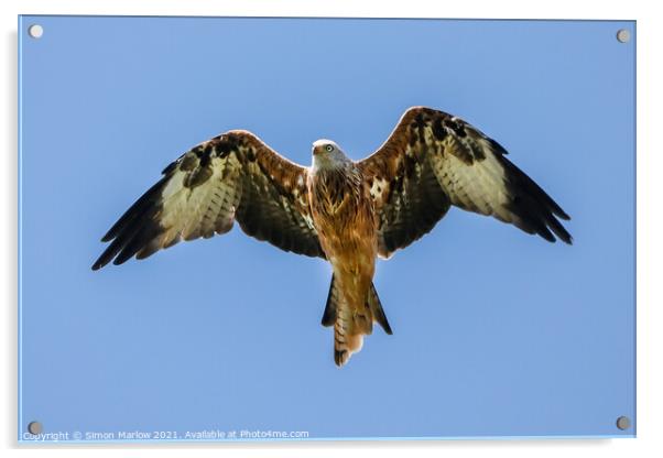 Majestic Red Kite Soaring High Acrylic by Simon Marlow
