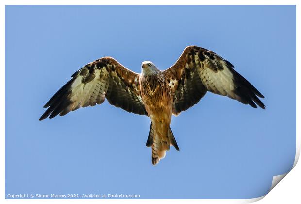 Majestic Red Kite Soaring High Print by Simon Marlow
