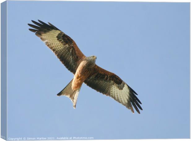 Majestic Red Kite Soaring High Canvas Print by Simon Marlow