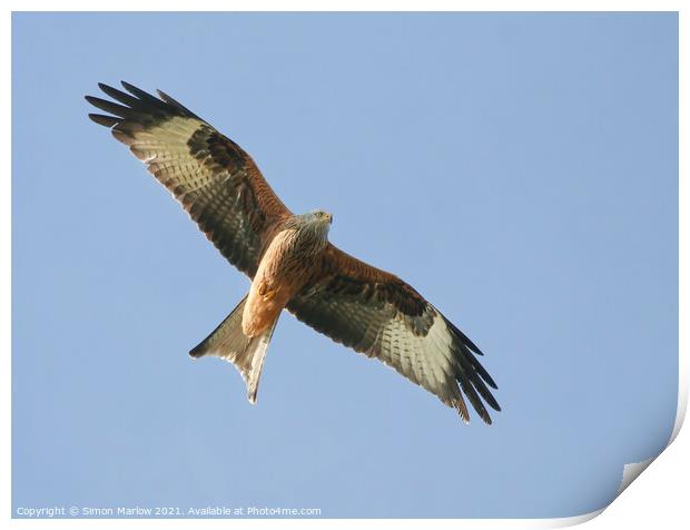 Majestic Red Kite Soaring High Print by Simon Marlow