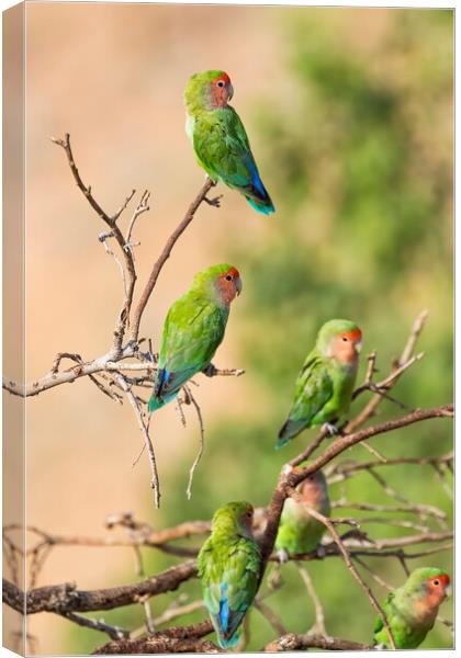 Wild Parrots by the Pool Canvas Print by Belinda Greb