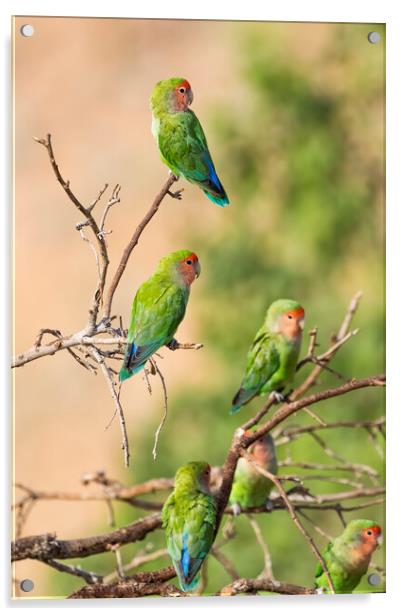 Wild Parrots by the Pool Acrylic by Belinda Greb