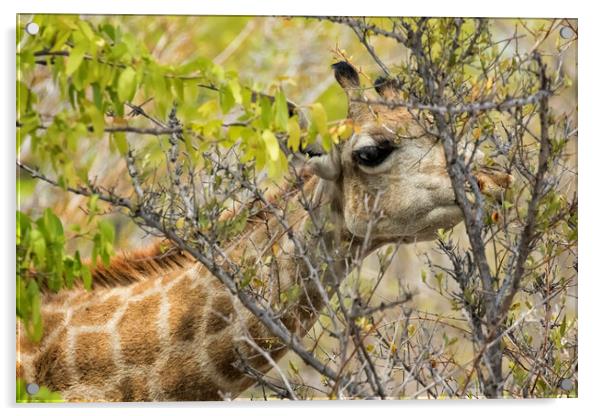 Giraffe Dining on Leaves Acrylic by Belinda Greb