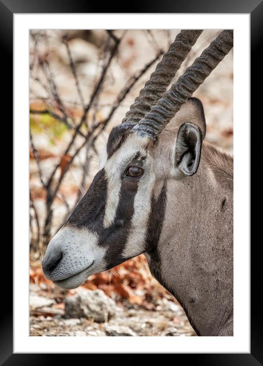 A close up of a horse that is looking at the camera Framed Mounted Print by Belinda Greb