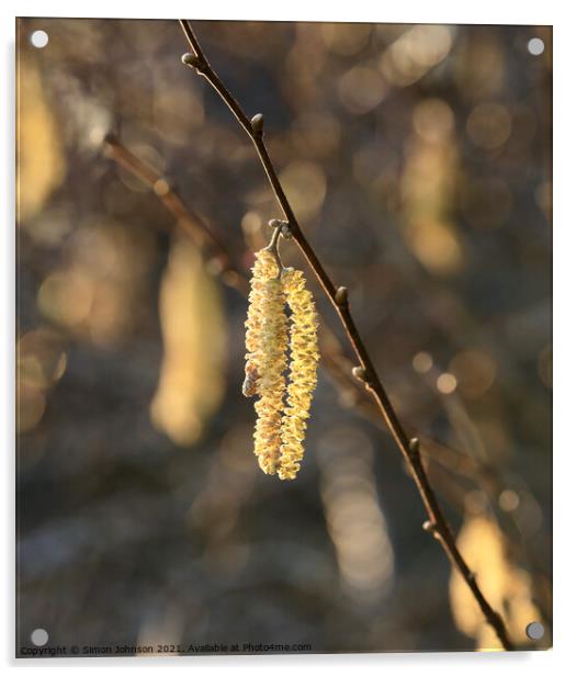 Sunlit Catkins Acrylic by Simon Johnson