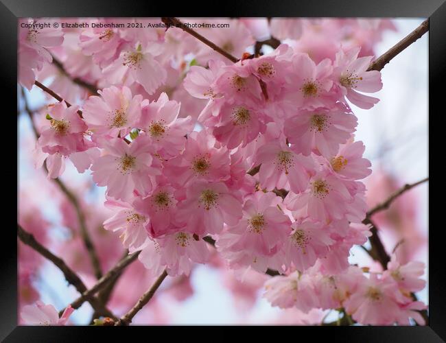 Pink Prunus Blossom Framed Print by Elizabeth Debenham