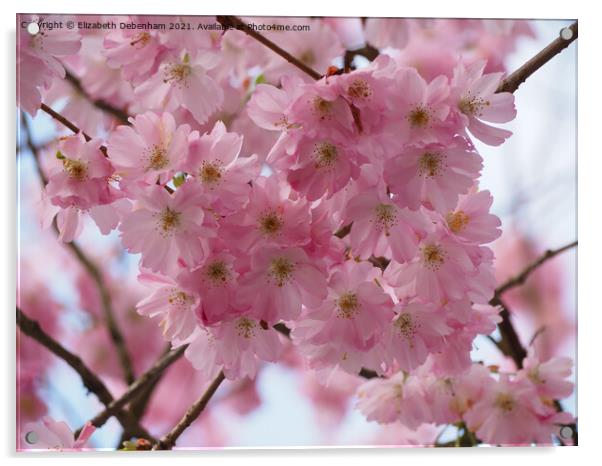 Pink Prunus Blossom Acrylic by Elizabeth Debenham