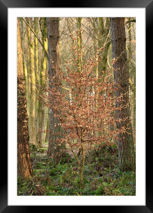 sunlit Beech  tree Framed Mounted Print by Simon Johnson