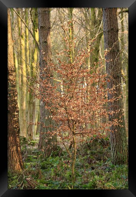 sunlit Beech  tree Framed Print by Simon Johnson