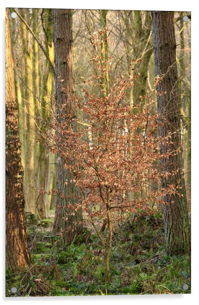 sunlit Beech  tree Acrylic by Simon Johnson