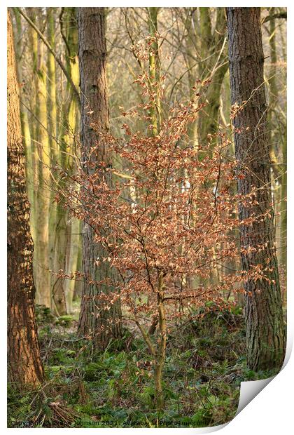 sunlit Beech  tree Print by Simon Johnson