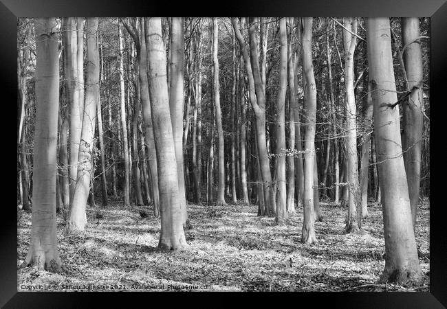 Beech woodland Framed Print by Simon Johnson