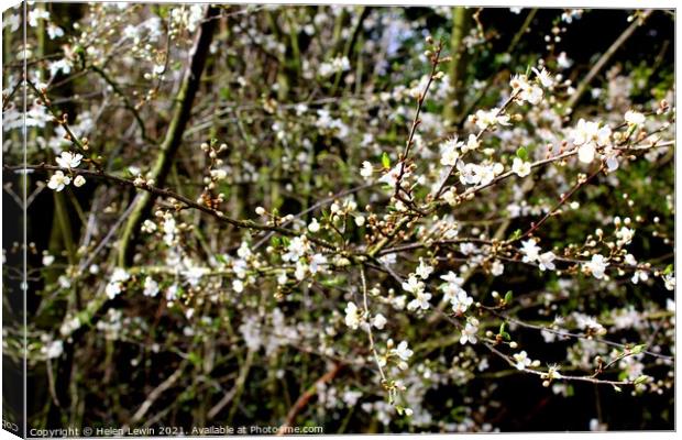 White Blossom in Bloom  Canvas Print by Pelin Bay