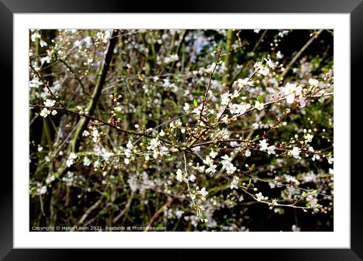 White Blossom in Bloom  Framed Mounted Print by Pelin Bay