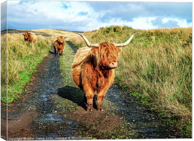 Highland Cattle - Fairlie Moor - Scotland Canvas Print by Peter Gaeng