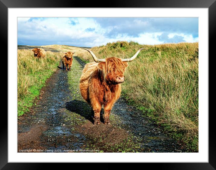 Highland Cattle - Fairlie Moor - Scotland Framed Mounted Print by Peter Gaeng