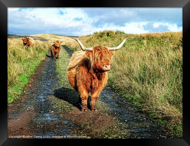 Highland Cattle - Fairlie Moor - Scotland Framed Print by Peter Gaeng