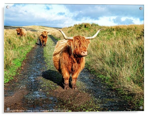 Highland Cattle - Fairlie Moor - Scotland Acrylic by Peter Gaeng