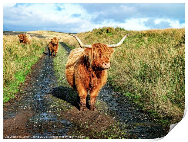 Highland Cattle - Fairlie Moor - Scotland Print by Peter Gaeng