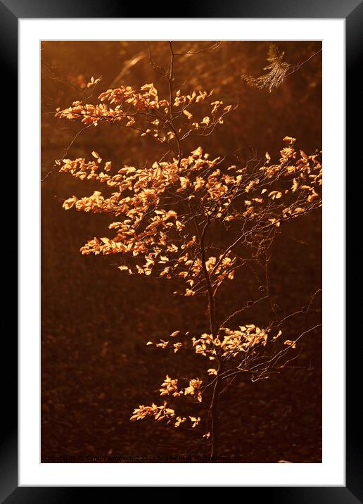 sunlit Beech leaves Framed Mounted Print by Simon Johnson