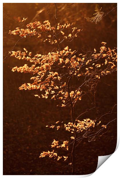sunlit Beech leaves Print by Simon Johnson